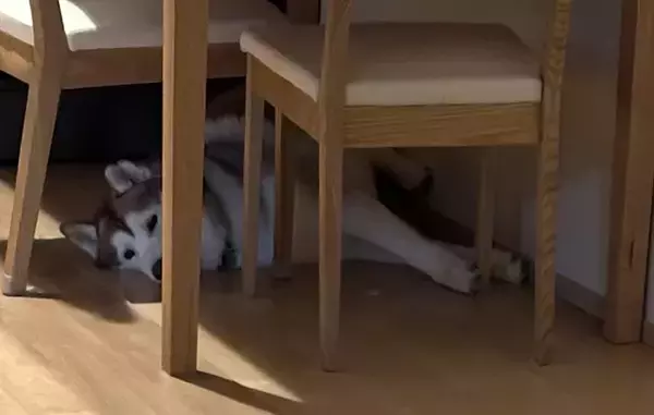 シベリアンハスキーの親子、性格が真逆で…？　飼い主のお見送り方法に「面白すぎる」