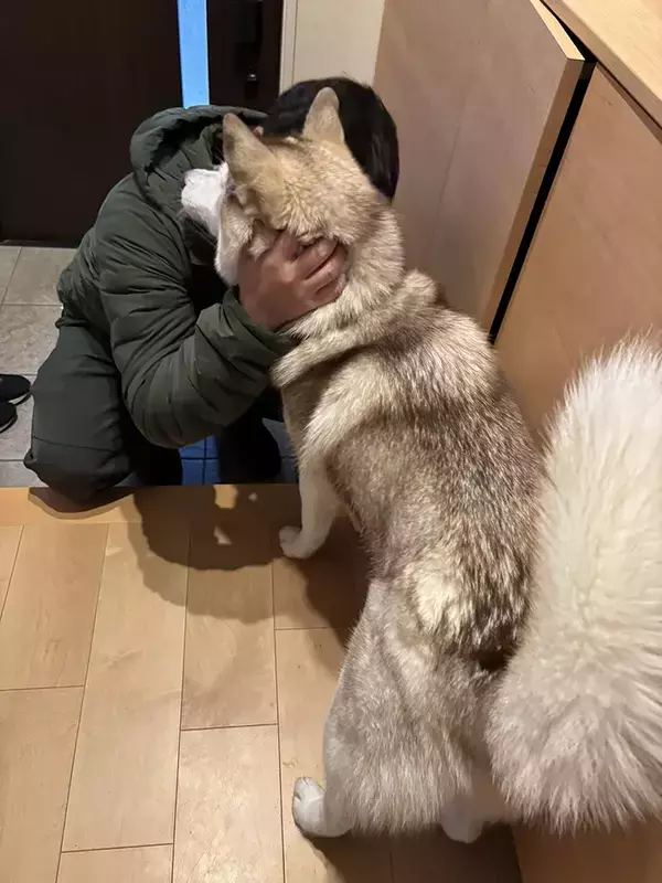 シベリアンハスキーの親子、性格が真逆で…？　飼い主のお見送り方法に「面白すぎる」