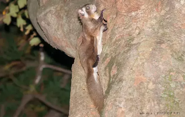 獺祭の『獺』←この正体分かる？　泳ぎが得意な『動物』で…【難読漢字】