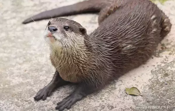 獺祭の『獺』←この正体分かる？　泳ぎが得意な『動物』で…【難読漢字】