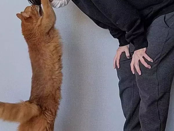 飼い主「褒めてもらった」　仕事を終えて帰宅すると、愛猫が…「なでなでしてる」「最高のご褒美」
