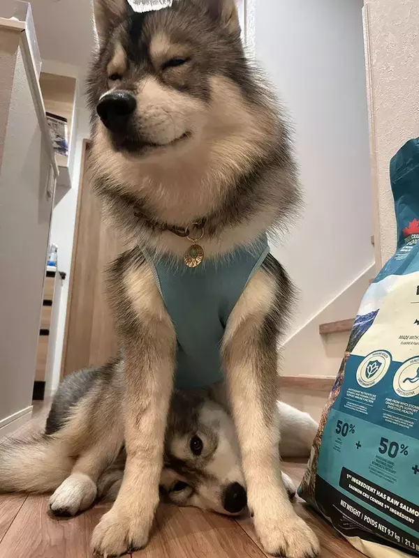 スンッと座る大型犬　足元を見ると…「笑った」「こういう写真大好き」