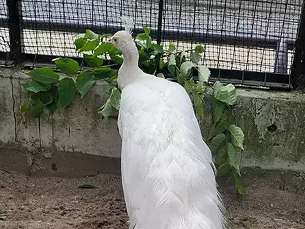 飼育員がエサをあげた後に…　おじいちゃんクジャクの驚きの変化に「初めて見た」