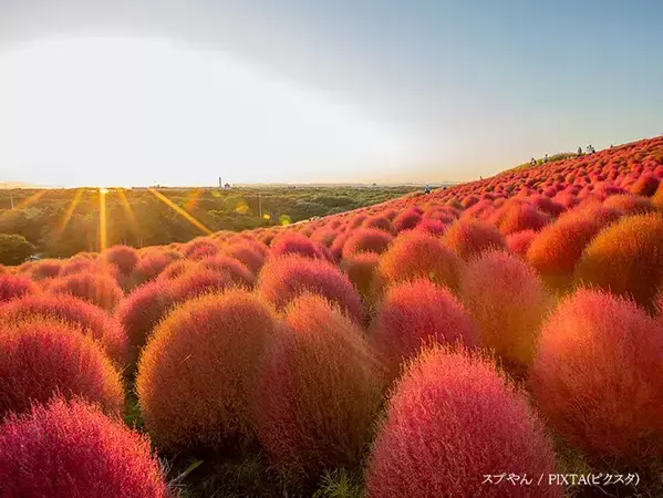 紅葉するコキアと同化していたのは…　公園での１枚に「完璧な擬態」「見間違えそう！」