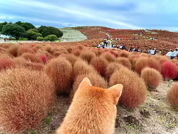 紅葉するコキアと同化していたのは…　公園での１枚に「完璧な擬態」「見間違えそう！」