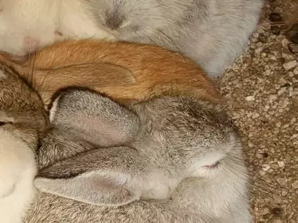 ウサギを追う写真家　大久野島で撮った『冬の名物』の1枚