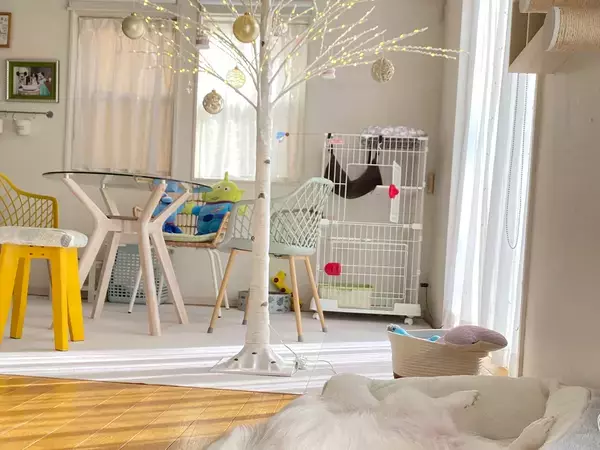 飼い主「クリスマスツリー出した」　一緒に写っていた愛犬の姿に「ツリーが目がいかない」「流れ出てる…」