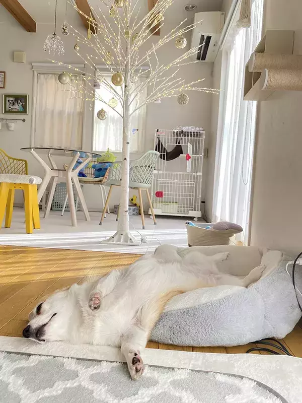 飼い主「クリスマスツリー出した」　一緒に写っていた愛犬の姿に「ツリーが目がいかない」「流れ出てる…」