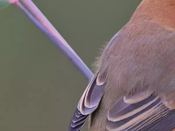 冬仕様になった『モズ』　意外なギャップを感じる姿が…「キュン！」