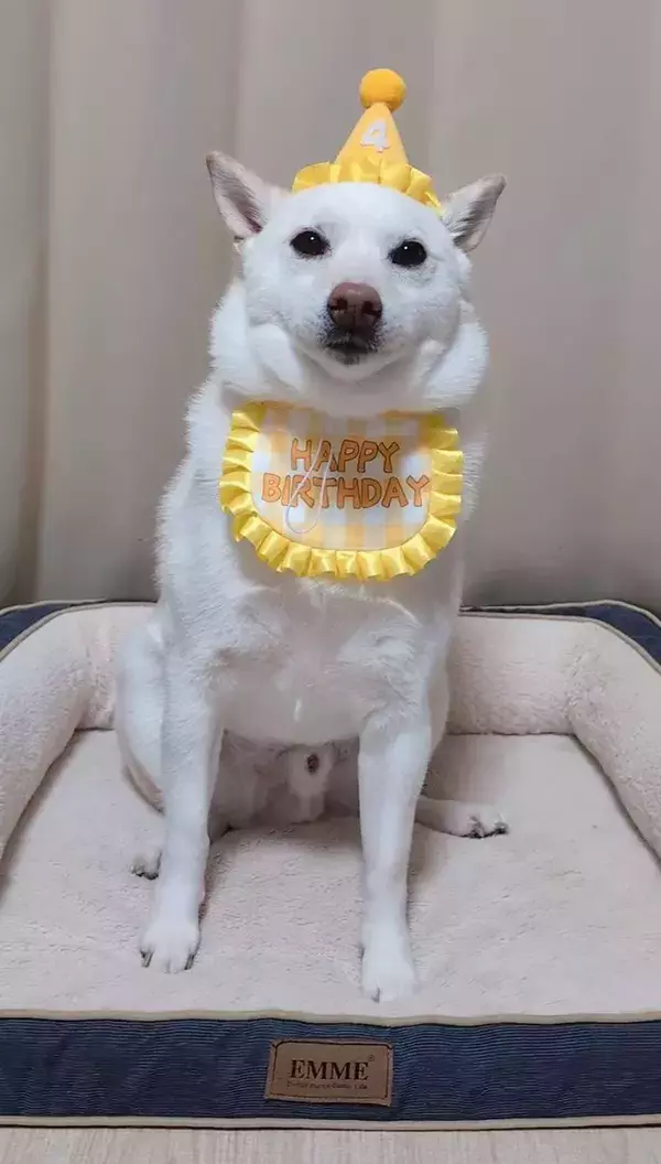 誕生日写真でガチガチに…！　柴犬の『かたい表情』に「たまらん」「真面目なのね」