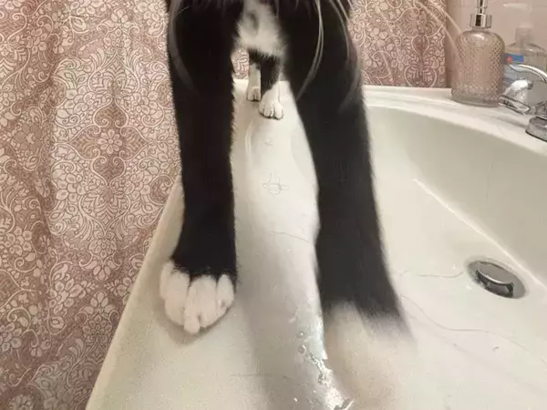 洗面台の上に立つ猫が？　衝撃ビジュアルに「エイリアンみたいだ」「めちゃ笑える」