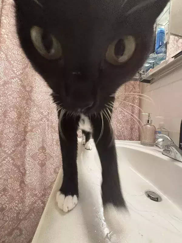 洗面台の上に立つ猫が？　衝撃ビジュアルに「エイリアンみたいだ」「めちゃ笑える」