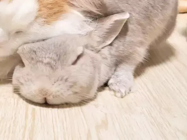 猫が『枕』にしていたのは？　冬にしか見られない『特別な光景』に「癒される！」