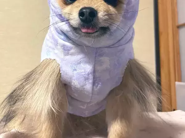 『ミシン初心者』の飼い主　でき上がったペット服に「じわじわくる」「笑いました」