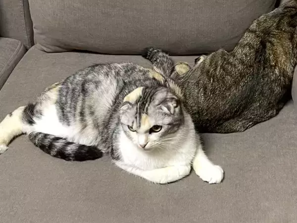 ソファでくつろぐ『後ろの猫』に目をやると？　まさかの寝姿に「二度見した」
