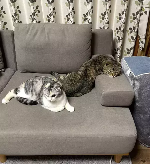 ソファでくつろぐ『後ろの猫』に目をやると？　まさかの寝姿に「二度見した」