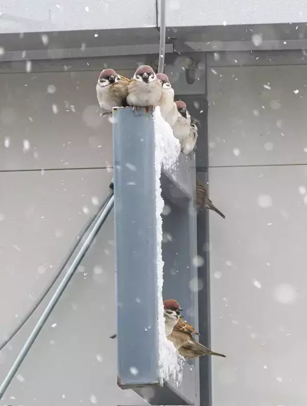 雪の降る朝、屋根の下で『雪宿り』をしていたのは…　撮影者「かわいくて逞しい」