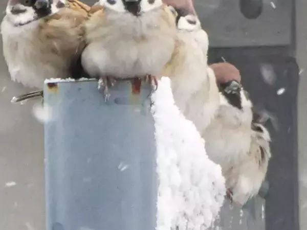 雪の降る朝、屋根の下で『雪宿り』をしていたのは…　撮影者「かわいくて逞しい」