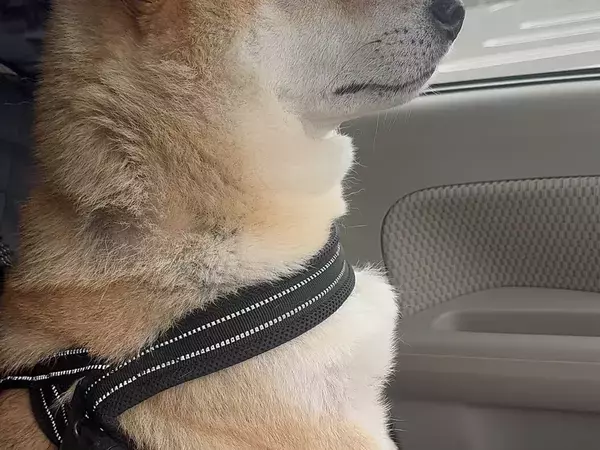 動物病院に連れていかれた柴犬　帰り道で見せた顔に「完全にいじけている」