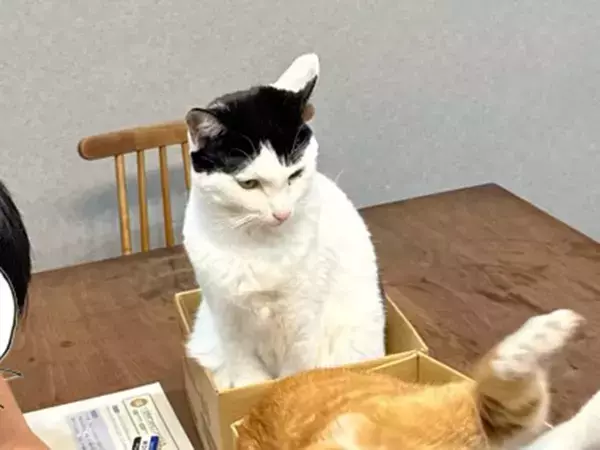 「息子のスルースキルがすごい」　テーブルの上の光景に「吹いた」「情報量多い」