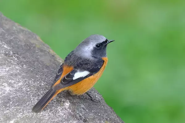 写真家に人気の『ジョビ子』　冬鳥の姿に「おしゃれでかわいい」