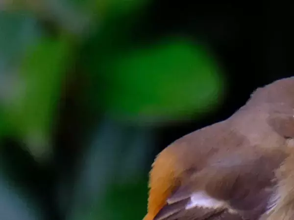 写真家に人気の『ジョビ子』　冬鳥の姿に「おしゃれでかわいい」