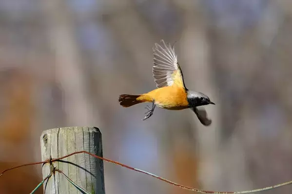 写真家に人気の『ジョビ子』　冬鳥の姿に「おしゃれでかわいい」