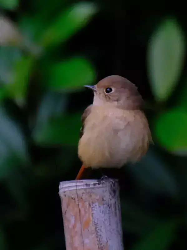写真家に人気の『ジョビ子』　冬鳥の姿に「おしゃれでかわいい」