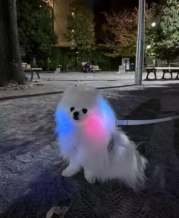 ポメと散歩していた飼い主　カップルからかけられた言葉が？「疲れ吹き飛ぶわ」