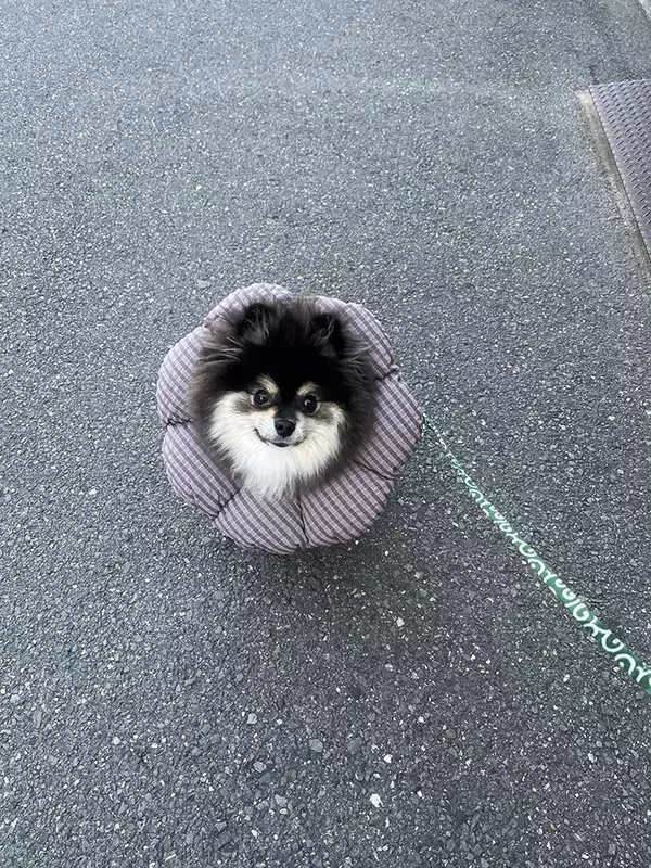 飼い主「ヤマトの配達員に…」　ポメラニアンを見て口にした言葉が？