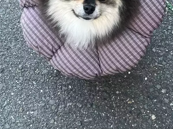 飼い主「ヤマトの配達員に…」　ポメラニアンを見て口にした言葉が？