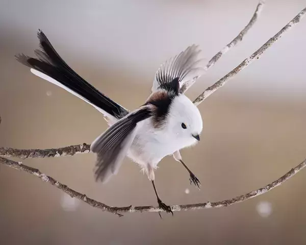北海道で撮影された『雪の妖精』シマエナガ　写真家が「こんなの初めて」と言った姿がこちら