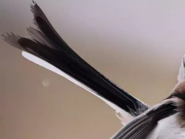 北海道で撮影された『雪の妖精』シマエナガ　写真家が「こんなの初めて」と言った姿がこちら