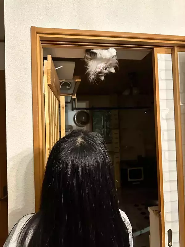 男性「悲鳴を上げた原因です」　猫の姿勢に「腰抜かす」「これは驚く」