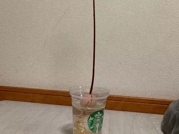 「なんか思ってたのと違う」　2か月放置したアボカドの種が『異様な姿』に！？