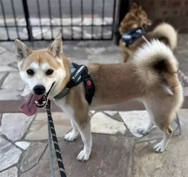 保護動物の未来が変わる？　話題の『推し活支援』サービスが…【独自取材】