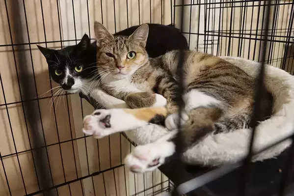 保護動物の未来が変わる？　話題の『推し活支援』サービスが…【独自取材】