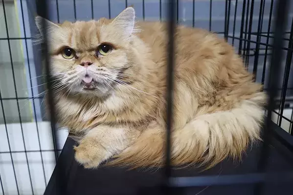 保護動物の未来が変わる？　話題の『推し活支援』サービスが…【独自取材】