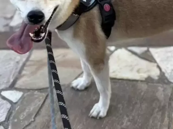 保護動物の未来が変わる？　話題の『推し活支援』サービスが…【独自取材】