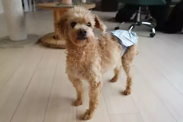 保護動物の未来が変わる？　話題の『推し活支援』サービスが…【独自取材】