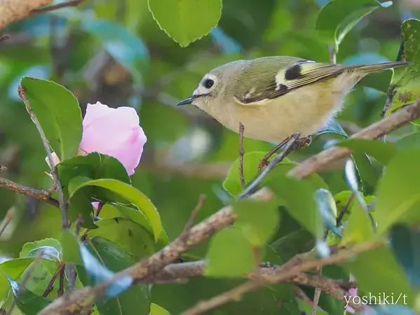 野鳥がお花見中？　愛好家がとらえた『冬の1枚』に「素敵」の声