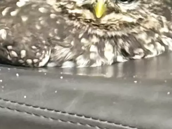 椅子の上で『餅』がにらみつけている…　写真に「お顔と体のギャップ」「かわいい」