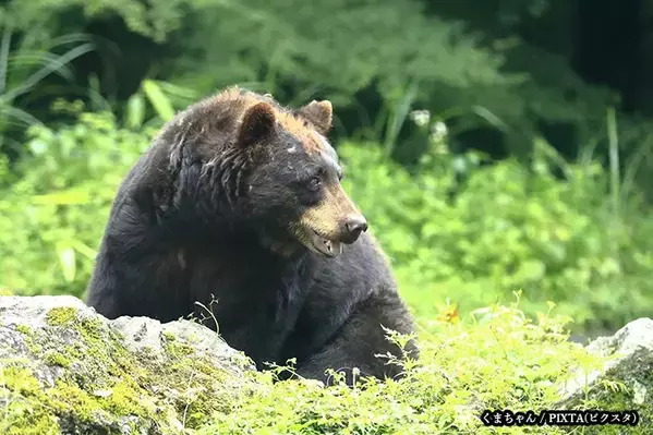 『米』や『高』を抑えて、選ばれたのは？　2025年の『今年の漢字』に「意外」「妥当」