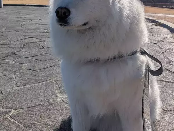 見た瞬間に拝みたくなる？　富士山を背に『天使』に見えたサモエド