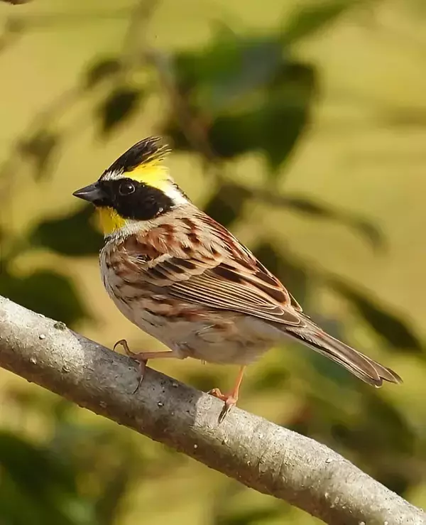 冬山に舞い降りた『仮面のプリンス』　野鳥愛好家が収めた1枚に「イケメン！」
