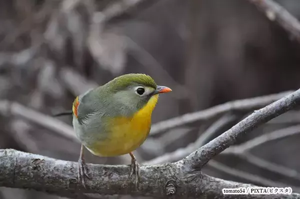 冬山に舞い降りた『仮面のプリンス』　野鳥愛好家が収めた1枚に「イケメン！」