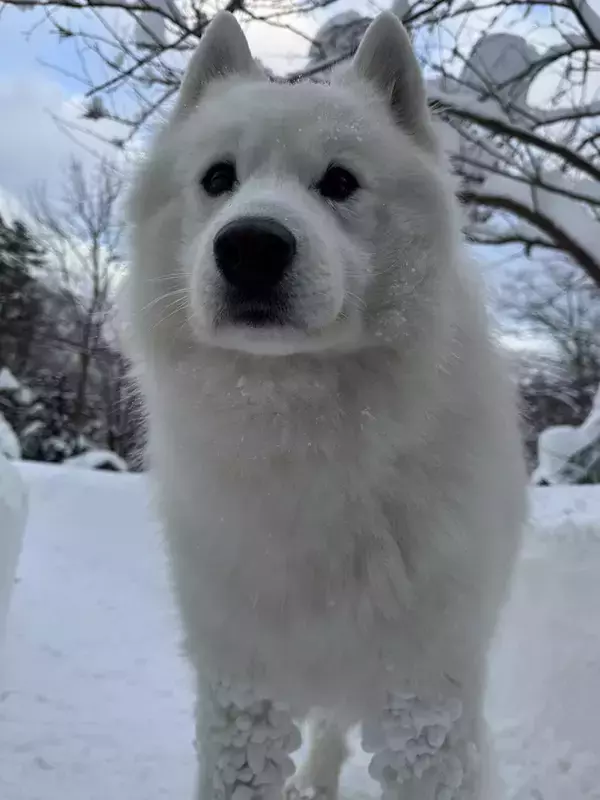 こんな風になるのか！　ドッグランで遊んだ愛犬、脚に付いていたものがこちら