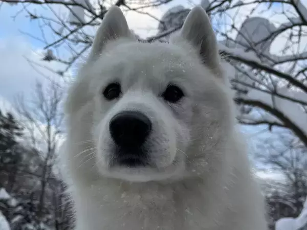 こんな風になるのか！　ドッグランで遊んだ愛犬、脚に付いていたものがこちら