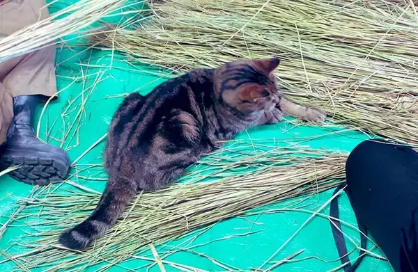 正月準備のお手伝い？　遠野郷八幡宮の『社務猫』の姿に「笑った」「ボーナスをあげて！」