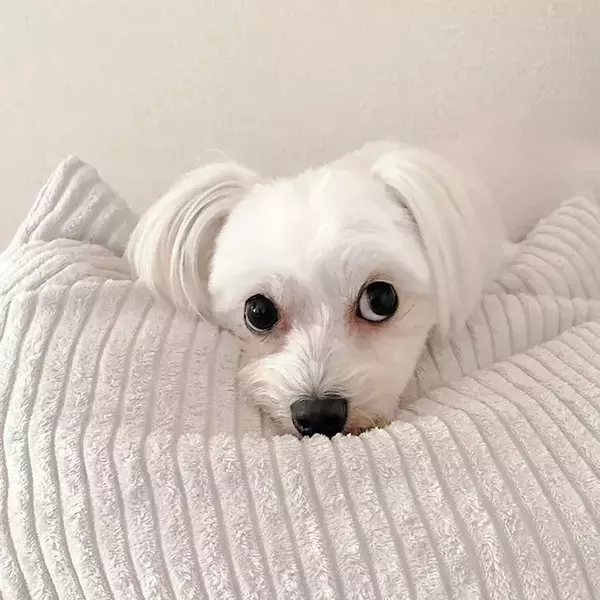 「撮影協力：犬」　愛犬が協力した斬新な撮影方法に「大笑いしちゃった」「天才か」